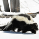 Image for article titled The Chemistry of Skunk Spray